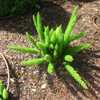 Fountain Ferns